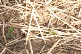 种玉米，二点委夜蛾防治难？学会3个防治方法，害虫无处藏图片