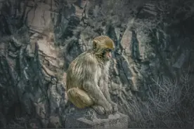 石猴的出生、称王和拜师，明显是一直在被操纵着，到底是谁图片