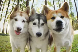 狗狗三兄弟大合影，每一只都超级乖巧图片