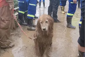 还记得搜救犬图图吗？退休后，这货居然成了小区大明星图片