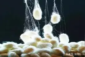 蚕丝只能做成丝绸？快来看看蚕丝还有哪些黑科技应用图片