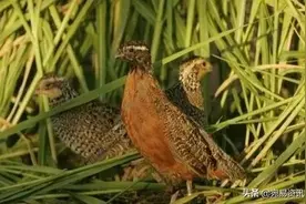 鲜为人知的“斗鹌鹑”民俗，在邓州一些地方流传至今图片