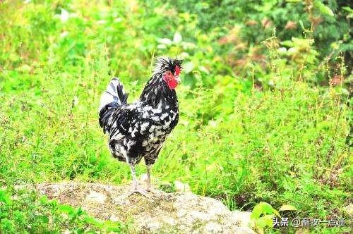 如何配制肉鸡各阶段日粮？