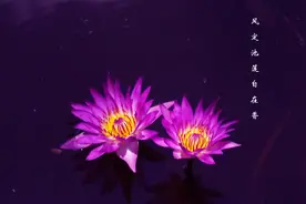 心若沉浮，浅笑安然，一念心清净，莲花处处开图片