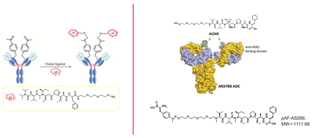 双抗ADC、突破性疗法：非天然氨基酸抗体偶联技术解析