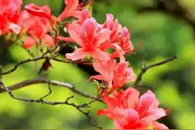 花团锦簇四月天，龙潭峡里赏杜鹃图片