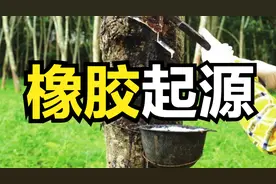 橡胶是如何被发现的？人类是怎么利用起它的？图片