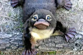 少见稀有！3种奇特的动物，奇奇怪怪又可可爱爱图片