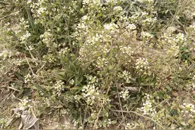 田野里到处都是这样的小野花，成片成片的图片