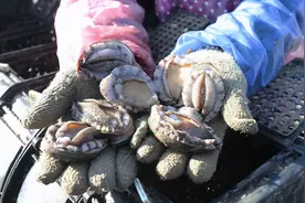 鲍鱼，到底吃的是什么？一块小肉疙瘩，为何能卖这么贵？图片