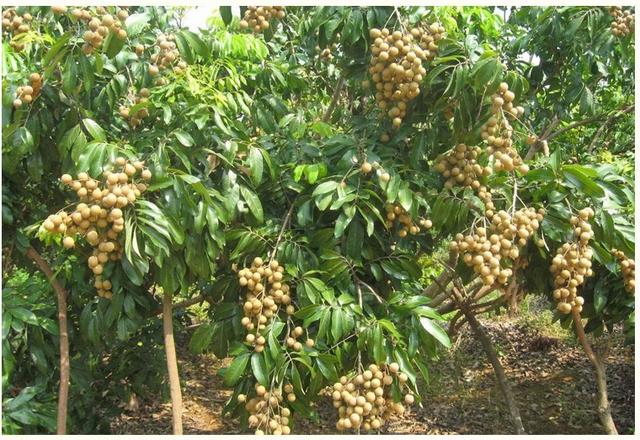 带你了解不一样的水果—龙眼，美味水果之一