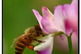 蜜蜂爱干净吗？为什么要往茅厕跑，采集脏水呢？图片