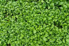 喷洒白酒杀虫，对红薯藤蔓喷洒矮壮素抑制藤蔓疯长，真的管用吗？图片