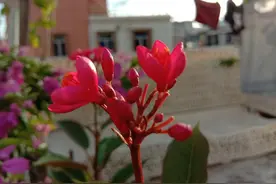 夏天的味道，是什么？图片