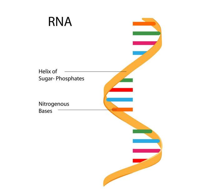 人类基因编辑抵御艾滋事件热点追踪（一）：浅析基因