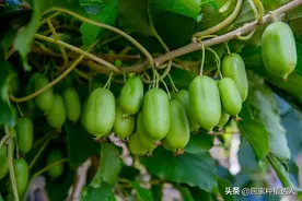 家中还有空地的，此树不要错过，建议多种几棵，香甜多汁营养丰富图片