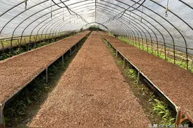 俗称“软黄金”的一种植物，原来它是这样生长出来的，长了见识图片