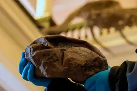 至少6600万年！科学家在南极发现“龙蛋”，但也受到理论质疑图片