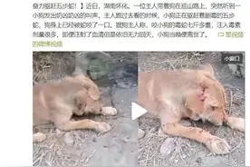7斤重五步蛇与狗撞上，狗赶蛇不成被咬身亡！和眼镜蛇比它更毒？图片