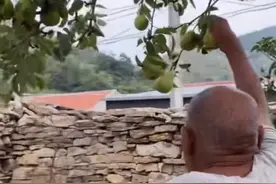 爷爷说以前怕孩子来偷梨，现在却盼着孩子过来偷图片