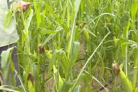 遭冰雹袭击！6000多亩农作物受灾！图片