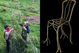 椅子也可以种出来？荷兰人开始种椅子了（入选国家博物馆）图片