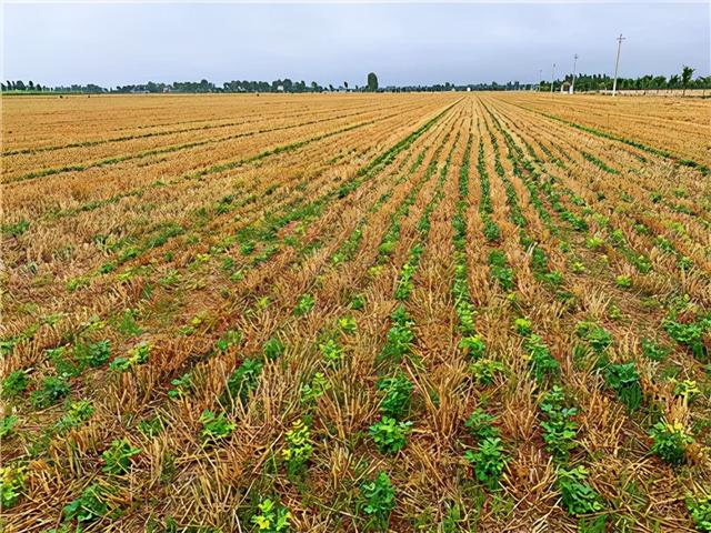 中国首钢用尾气合成蛋白质，全球首次的技术为啥还被喷了？