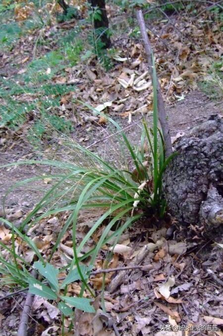 兰花施肥是个热门的话题，今天就谈谈施不施肥或者怎么施吧