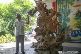 七旬大爷在沟里捡回一巨型树根，有人说像龙有人说像凤，啥情况图片
