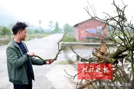 惊叹！桂林农村青年手中价值几万的艺术品，竟与砂糖桔病树、老树相关图片