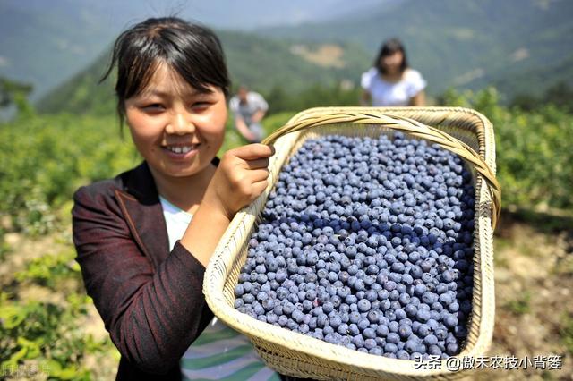 鑵愭閰搞€佹皑鍩洪吀銆佹捣钘婚吀銆侀奔铔嬬櫧锛屽浣曡鲸鍒寫閫夛紵鍚勬湁浠€涔堜紭鐐癸紵