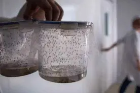 最大的蚊子工厂，用糖水培育蚊子，为何深受人们欢迎？图片