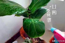 室内养花，喷上4种“水”，叶子油亮不发黄，冬天也生机勃勃图片