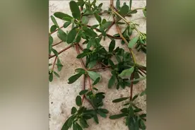 药食间用的野草，野菜图片