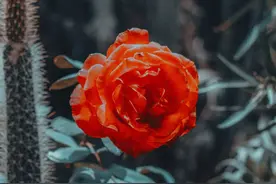 心上有了你，今生已足够图片