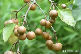 这种果子你可见过？吃过没？图片