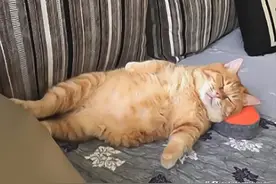 这只橘猫靠睡姿走红，睡得真是太香了图片