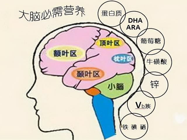 怎样开发儿童大脑智力,孩子智力不止靠遗传,提高宝宝智力,家长做好这4