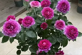 “最香的”15种花，又美又长寿，院子种一棵，能香几十年图片