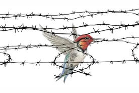 保护野生动物 我们首先要做到以下三点图片