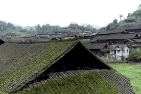 走向我们的小康生活丨“白叶一号”带来的致富“钱”景图片