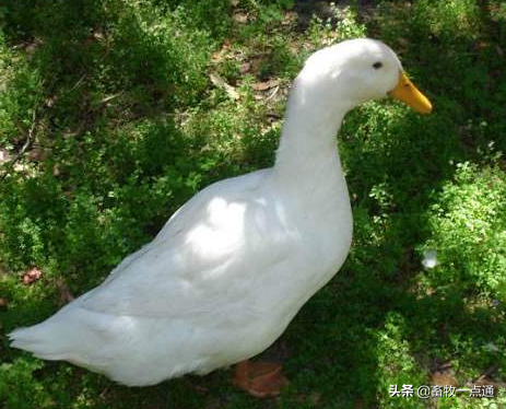 常用植物性蛋白质饲料有哪些各有何特点？