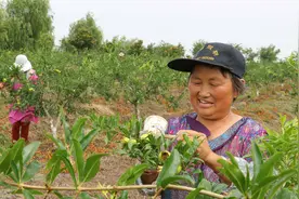 石榴花萼涂泥浆 免虫侵袭有妙招图片