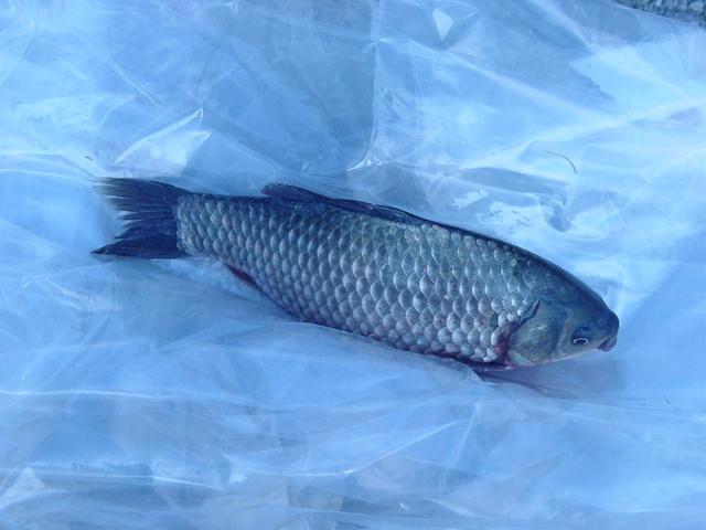 鲫鱼的种类有哪些，教你怎么区分各种鲫鱼