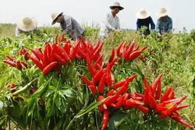 婆婆制作蒜蓉辣椒酱的方法，全村200多户人都在用，味道超级好图片