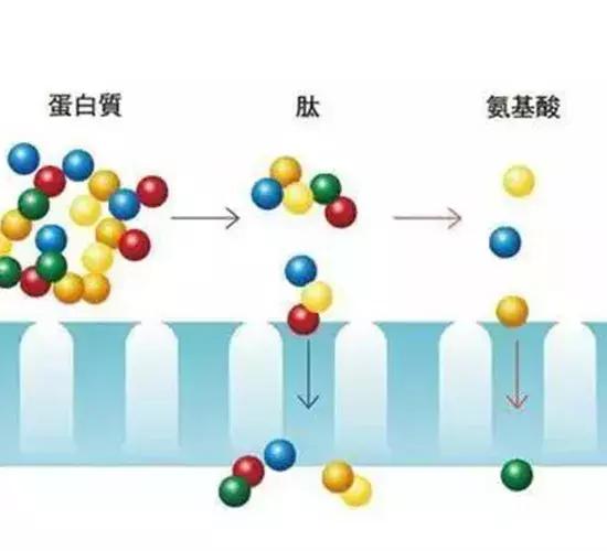 海洋鱼骨胶原低聚肽粉 2026年海洋鱼骨胶原低聚肽粉固体饮料