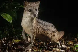 马岛缟狸：交配时间最长动物，却可能无法让雌性满意，会立即被甩图片