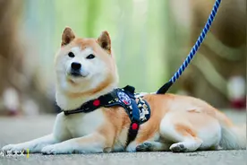 一对日本夫妇设计了最具日本传统特色的狗狗用品，太适合柴犬了图片