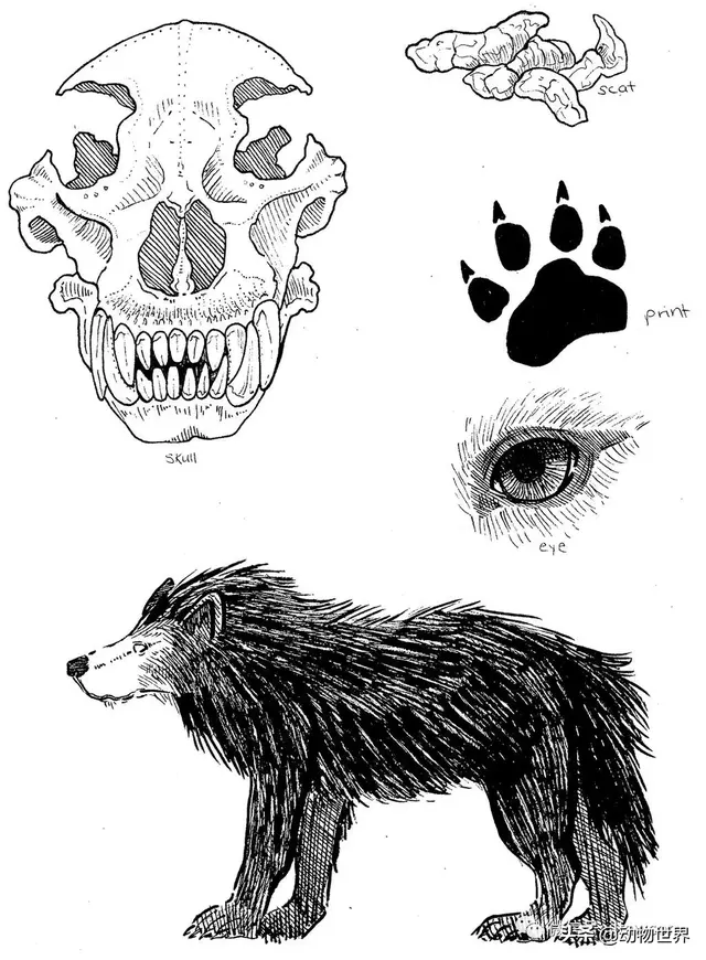 不可思议的神秘动物（四）