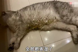 猫不喝水，差点要了它的命图片